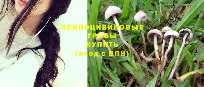 купить закладку  кракен tor  Псилоцибиновые грибы MAGIC MUSHROOMS  Коммунар 